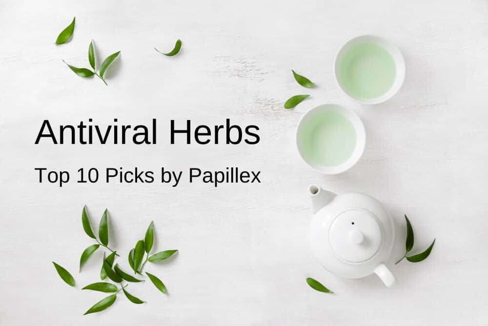 Antiviral Herbs