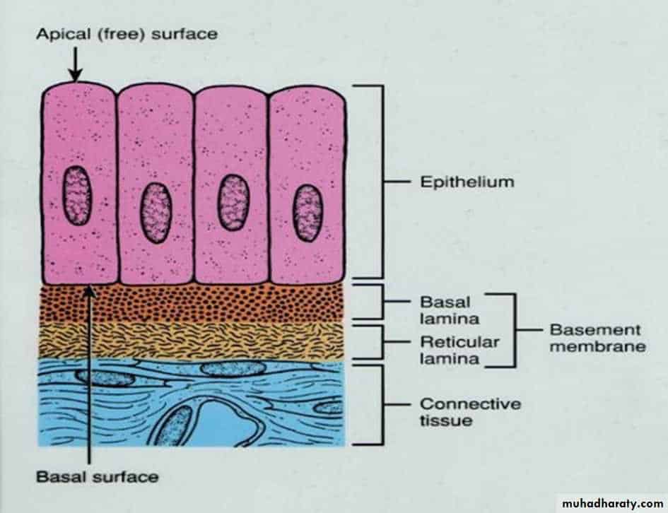 Squamous Cells Diagram