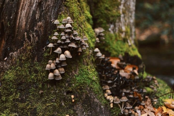 AHCC Mushrooms