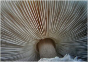 Mushroom polysaccharide for cold sores and herpes